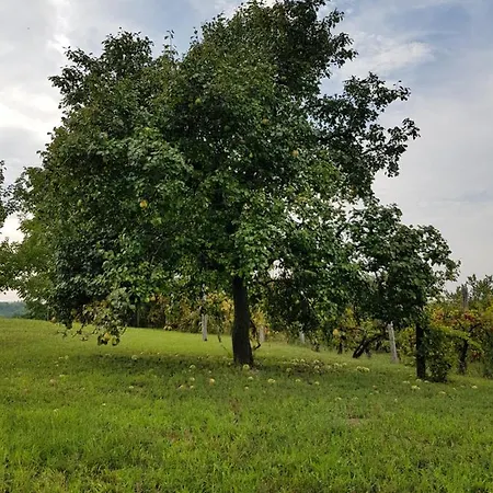 Panorama Bor Es Elmenylak *